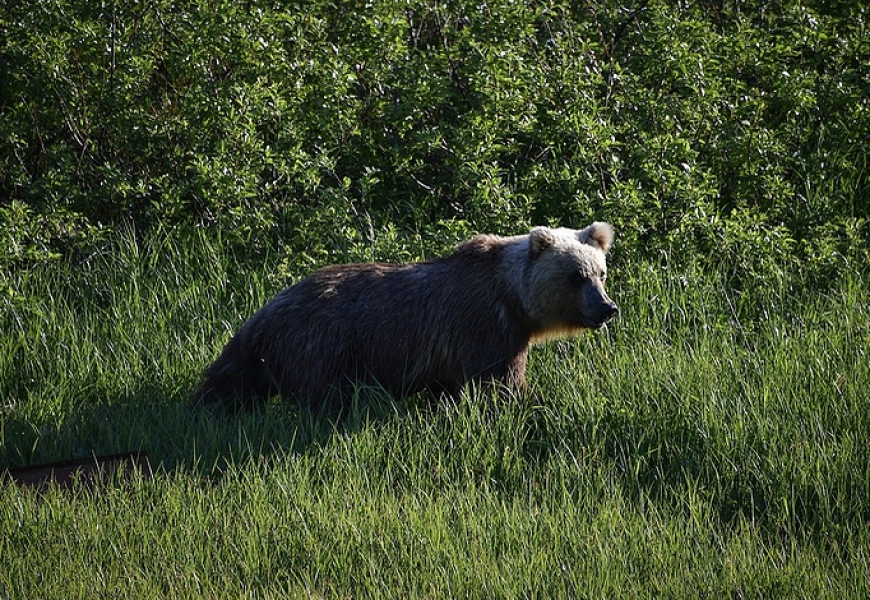 Bear attacks man near village in Russia’s Far East 