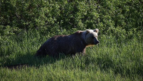 Bear attacks man near village in Russia’s Far East 