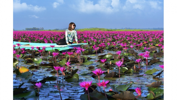 RED LOTUS SEA (TALAY BUA DAENG)