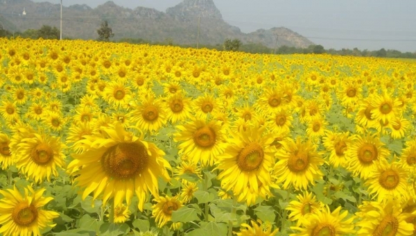 Lopburi Sunflower Field Festival